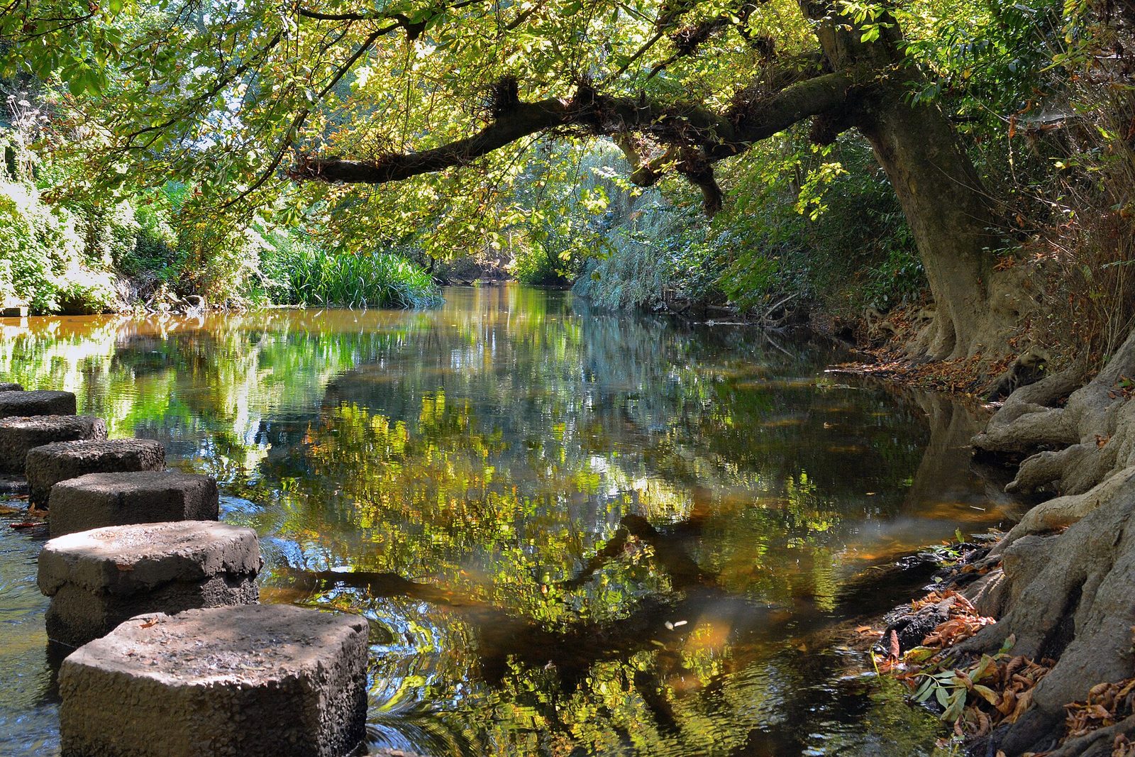 The stepping stones across the River Mole below Box Hill