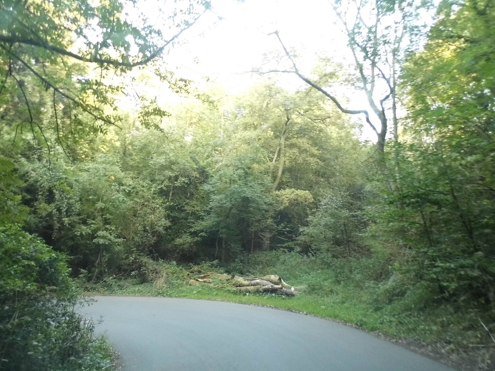 A bend on the Zig-Zag Road at Box Hill