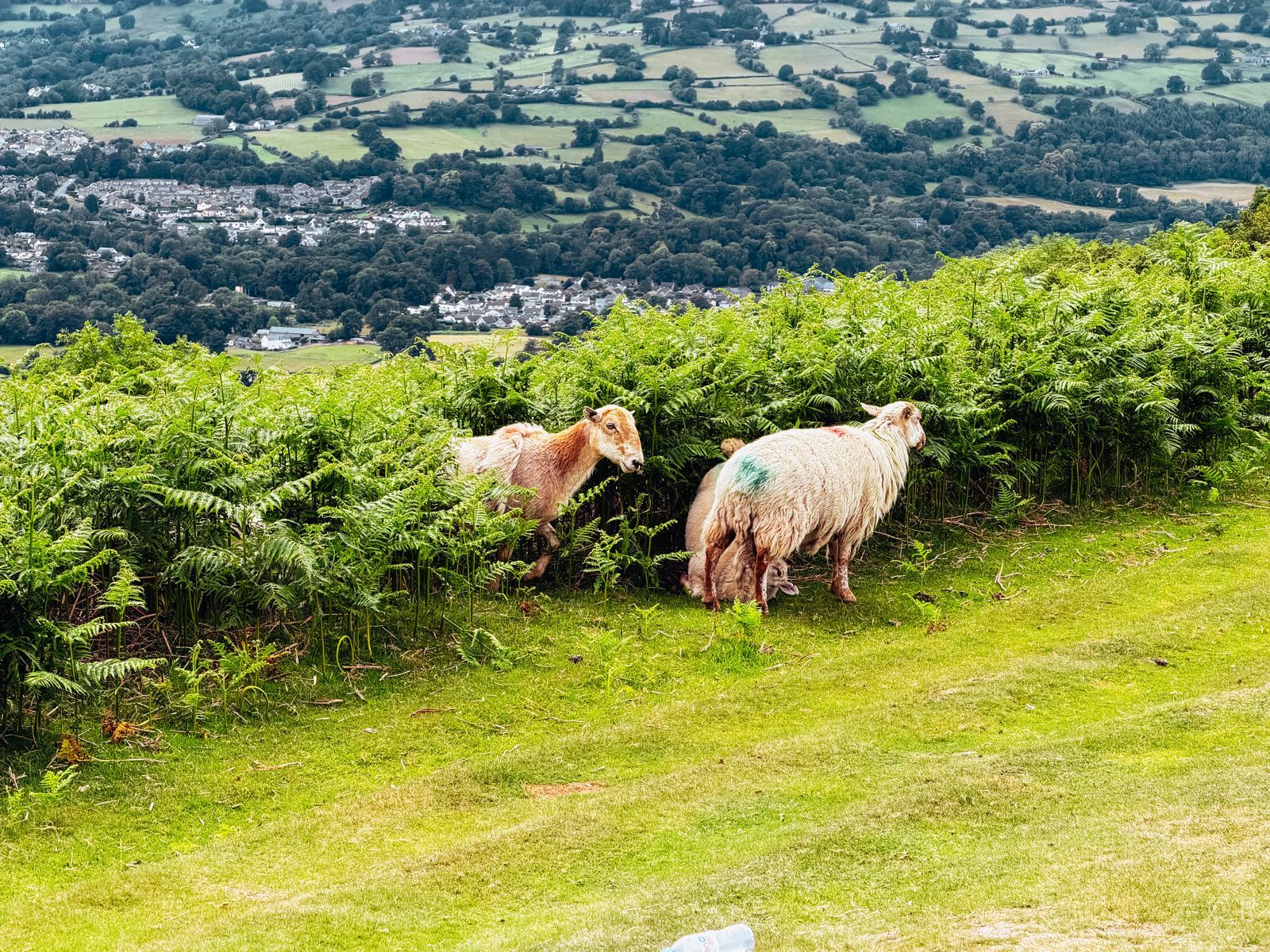 Sugar Loaf, Wales · Black Mountains: photo 15 from TRIP 01